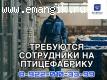 Разнорабочий на сортировку яиц
